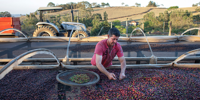 Mann steht auf Kaffeeplantage und sortiert rote Kaffeekirschen